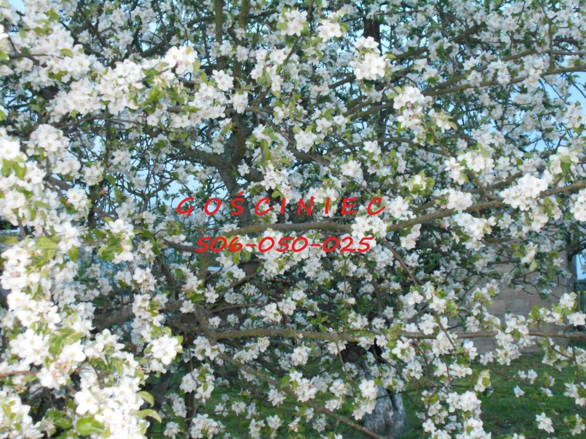 Gosciniec Villa Koden Dış mekan fotoğraf